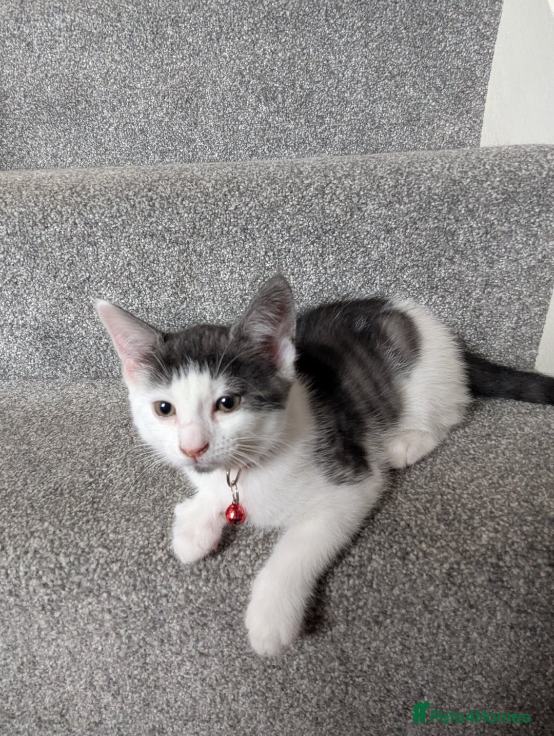 Domestic Shorthair cats for sale: 2 Beautiful Female Kittens Available for Rehoming - Image 6