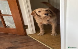 Labradoodle dogs for stud: Clyde-F1 Labradoodle  - Image 7
