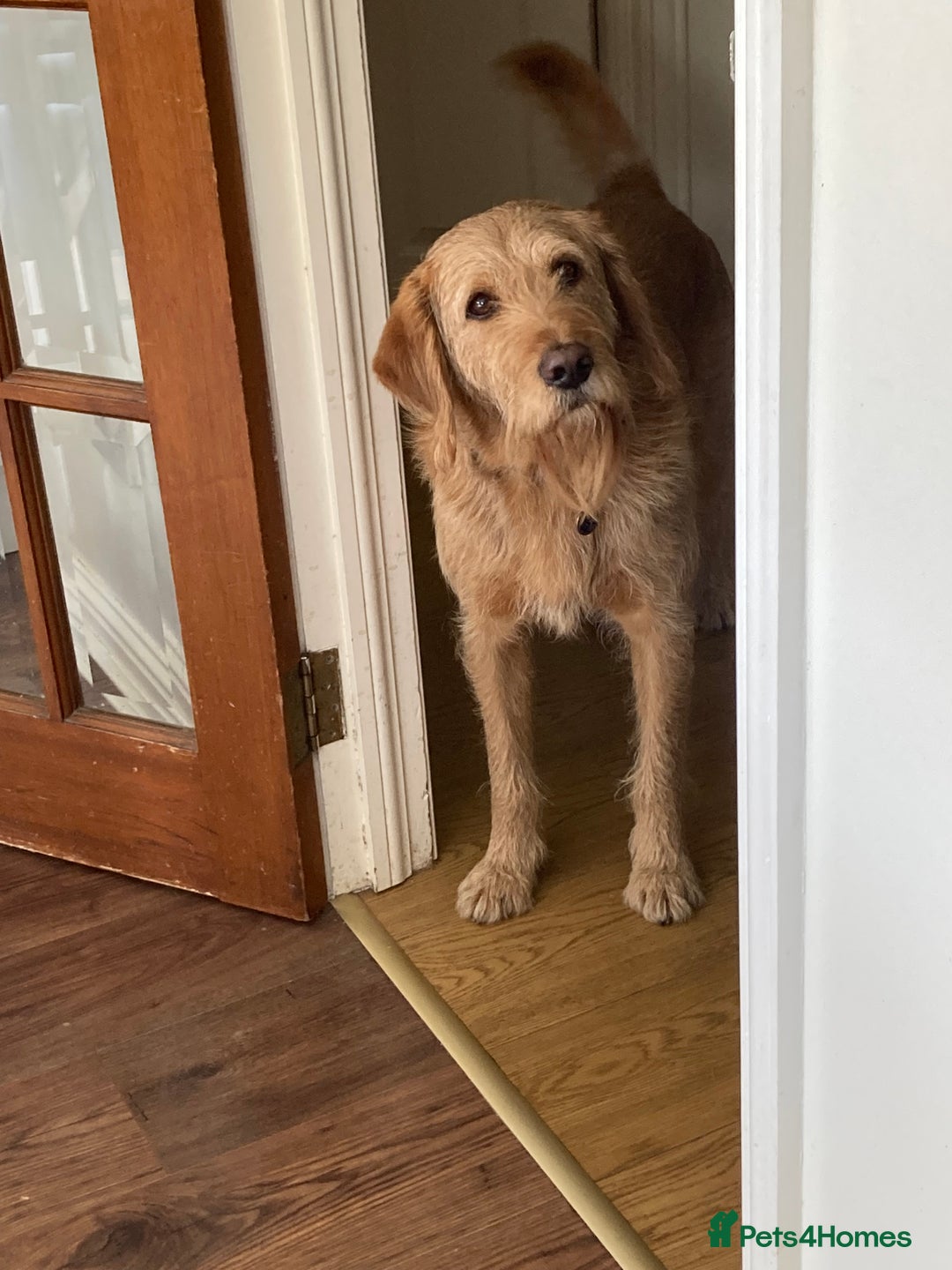 Labradoodle dogs for stud: Clyde-F1 Labradoodle  - Image 7