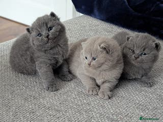 British Shorthair cats Gorgeous Pure Breed British shorthair kittens - Advert 14