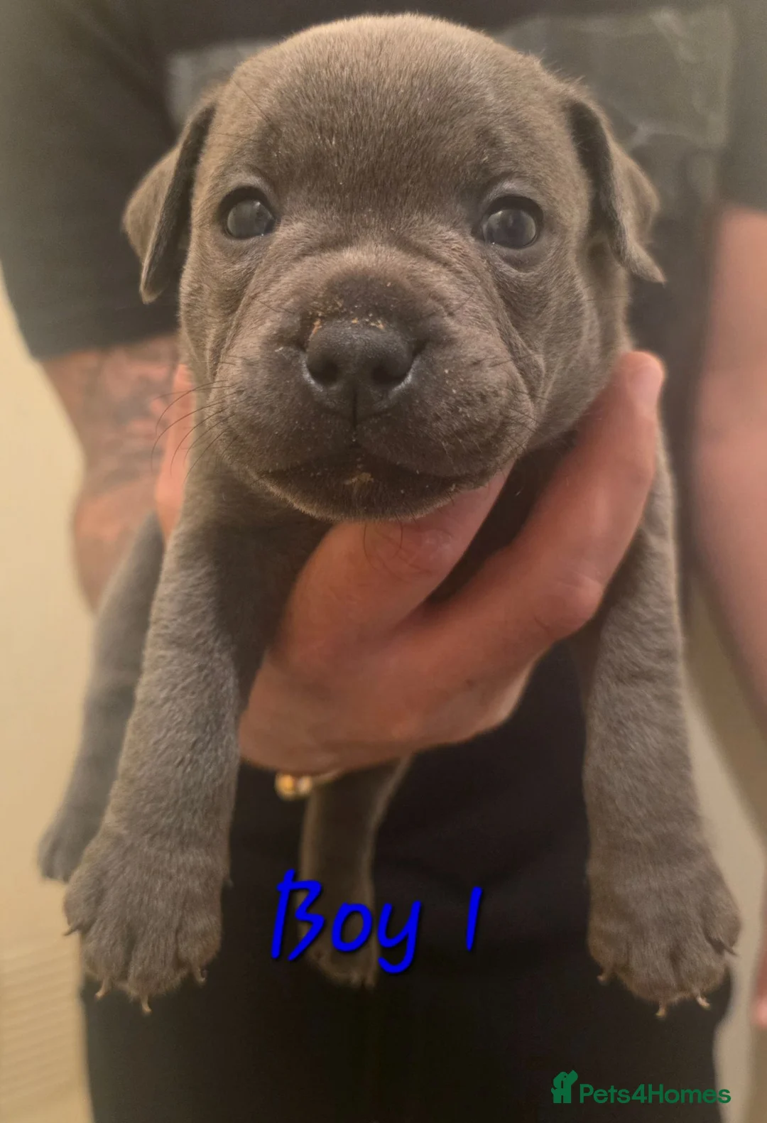 Staffordshire Bull Terrier dogs for sale: Stunning Blue Staffordshire Bull terrier puppy's  - Advert 2