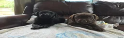 Labrador Retriever dogs for sale: Chocolate and black KC registered labrador pups - Advert 1