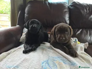 Labrador Retriever dogs Chocolate and black KC registered labrador pups - Advert 1