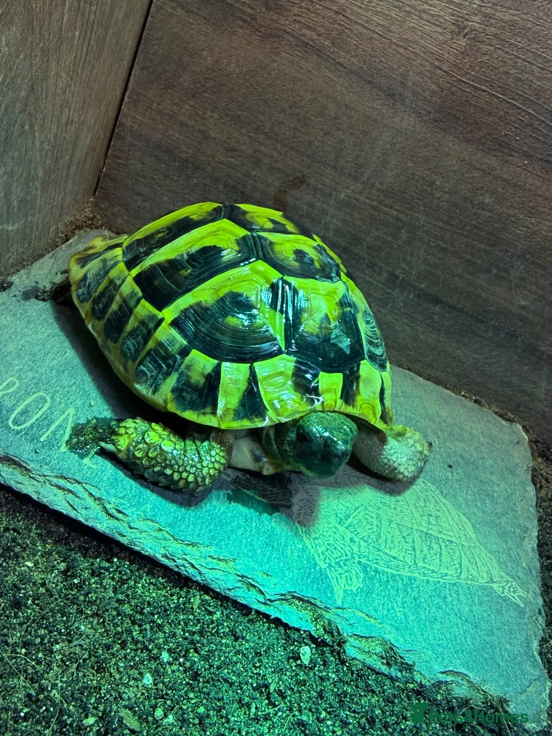 Hermann Tortoise reptiles for sale: Hermann Tortoise For Sale- Loving Home Wanted  in Walton-on-Thames - Advert 3