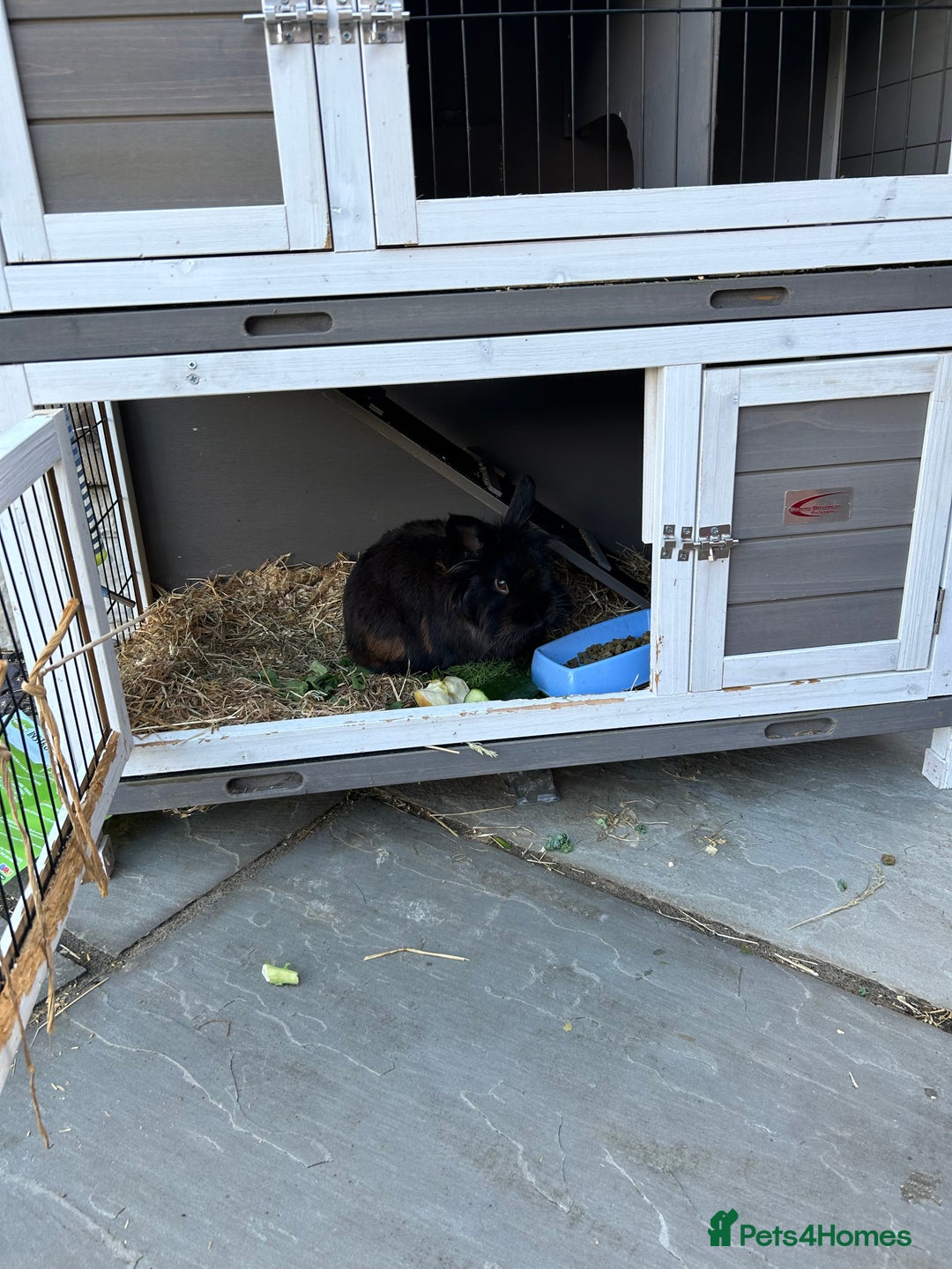 Dwarf Lop rabbits for sale: Leo is a dwarf mixed lion head  - Image 3