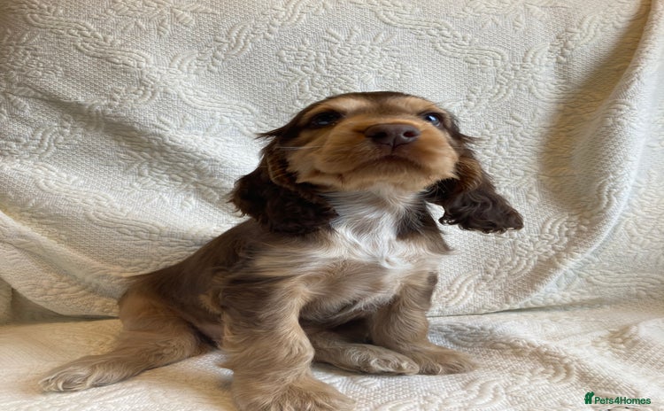 Cocker Spaniel dogs - Advert 14