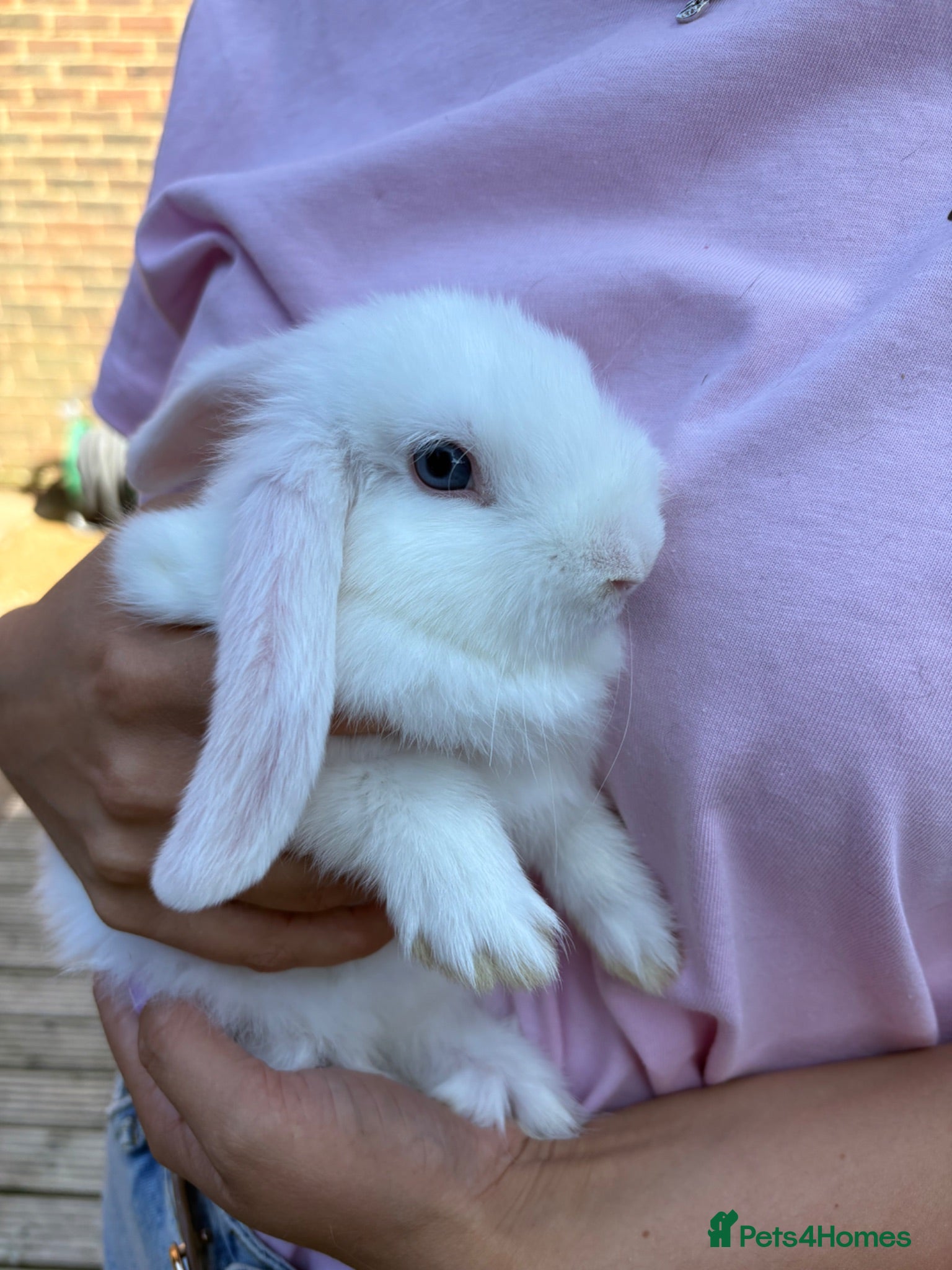 Mini Lop rabbits Pure bred mini lops - only 1 left!!  - Advert 1