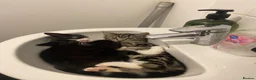 Mixed Breed cats for sale: Adorable kittens looking for their forever homes - Advert 3