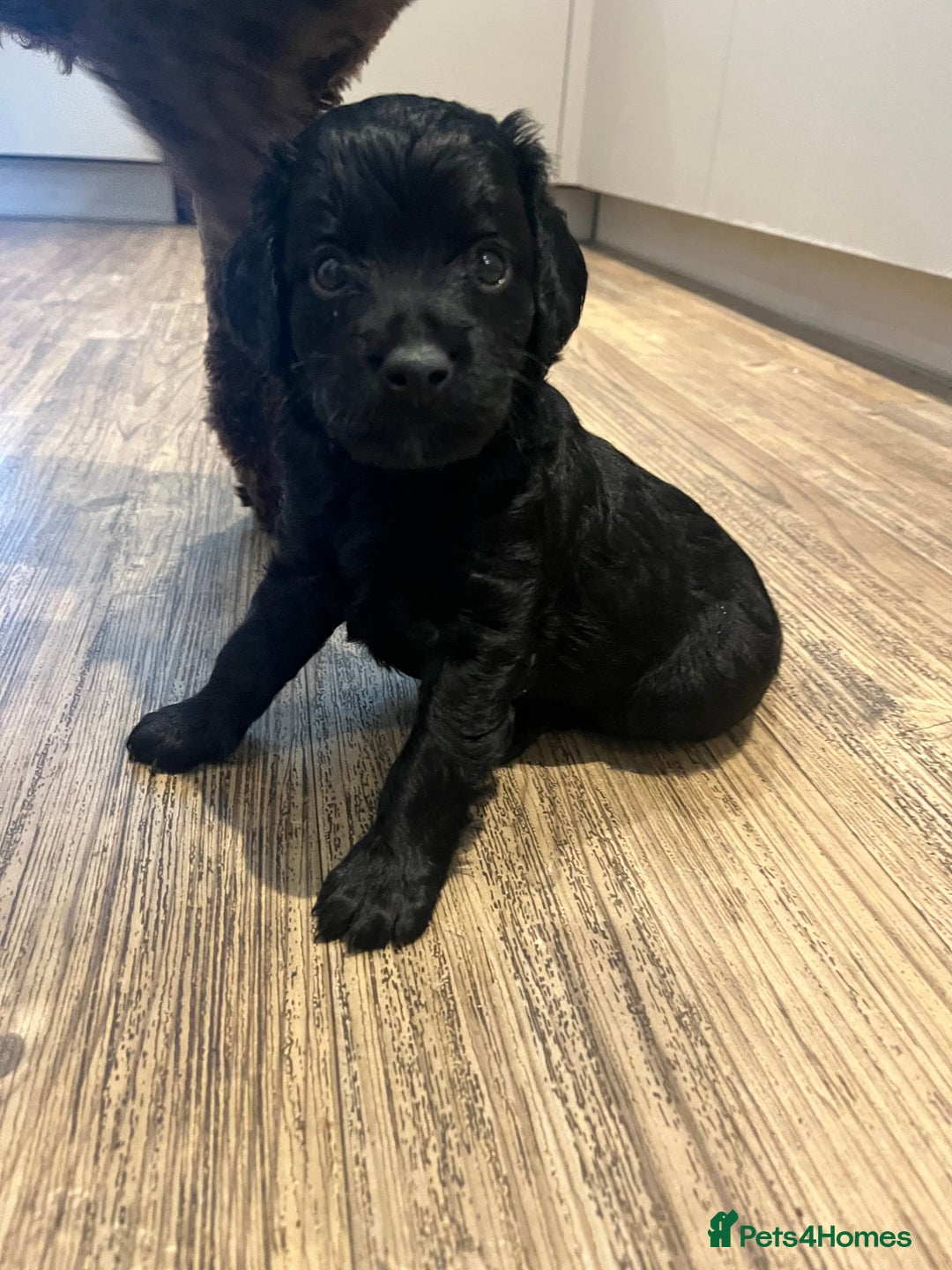 Cavapoo dogs for sale: ONLY our clever little Ricki left!  - Image 18