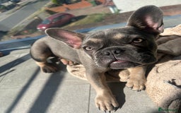 French Bulldog dogs for sale: Bulldog French Blue - Image 1