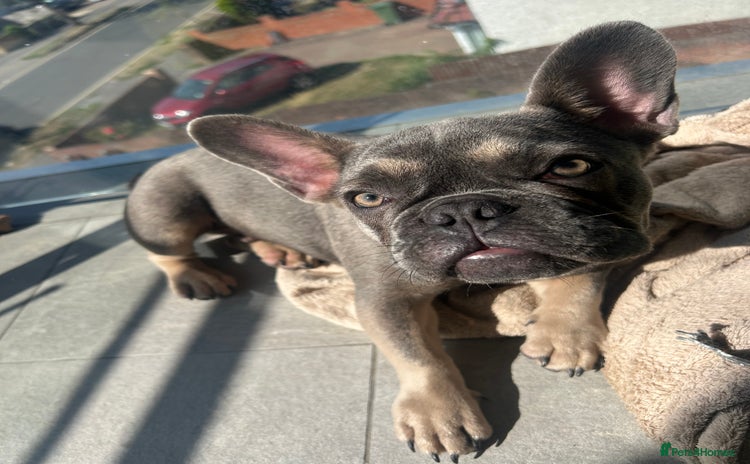 French Bulldog dogs - Advert 2