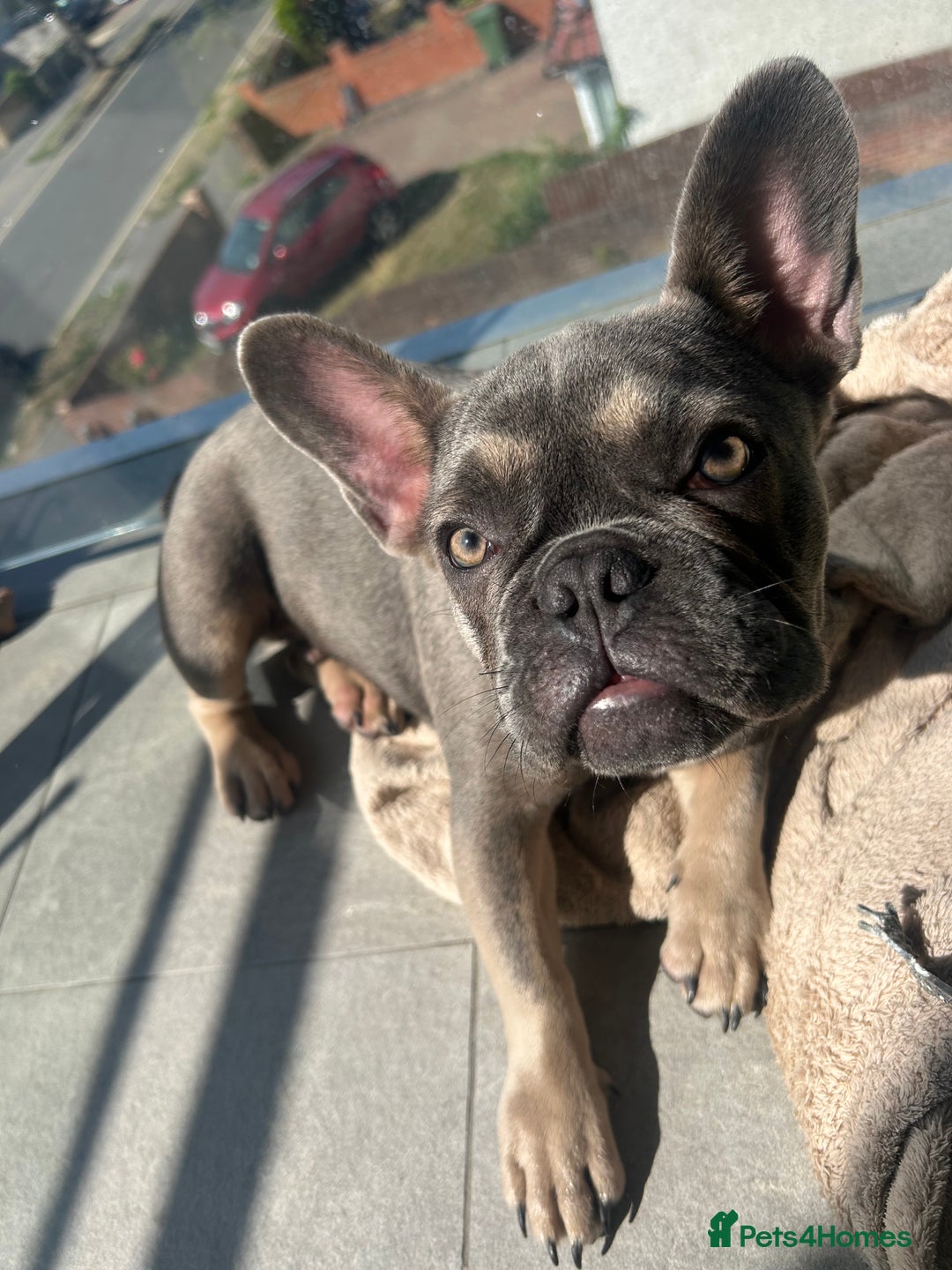 French Bulldog dogs for sale: Bulldog French Blue - Image 1