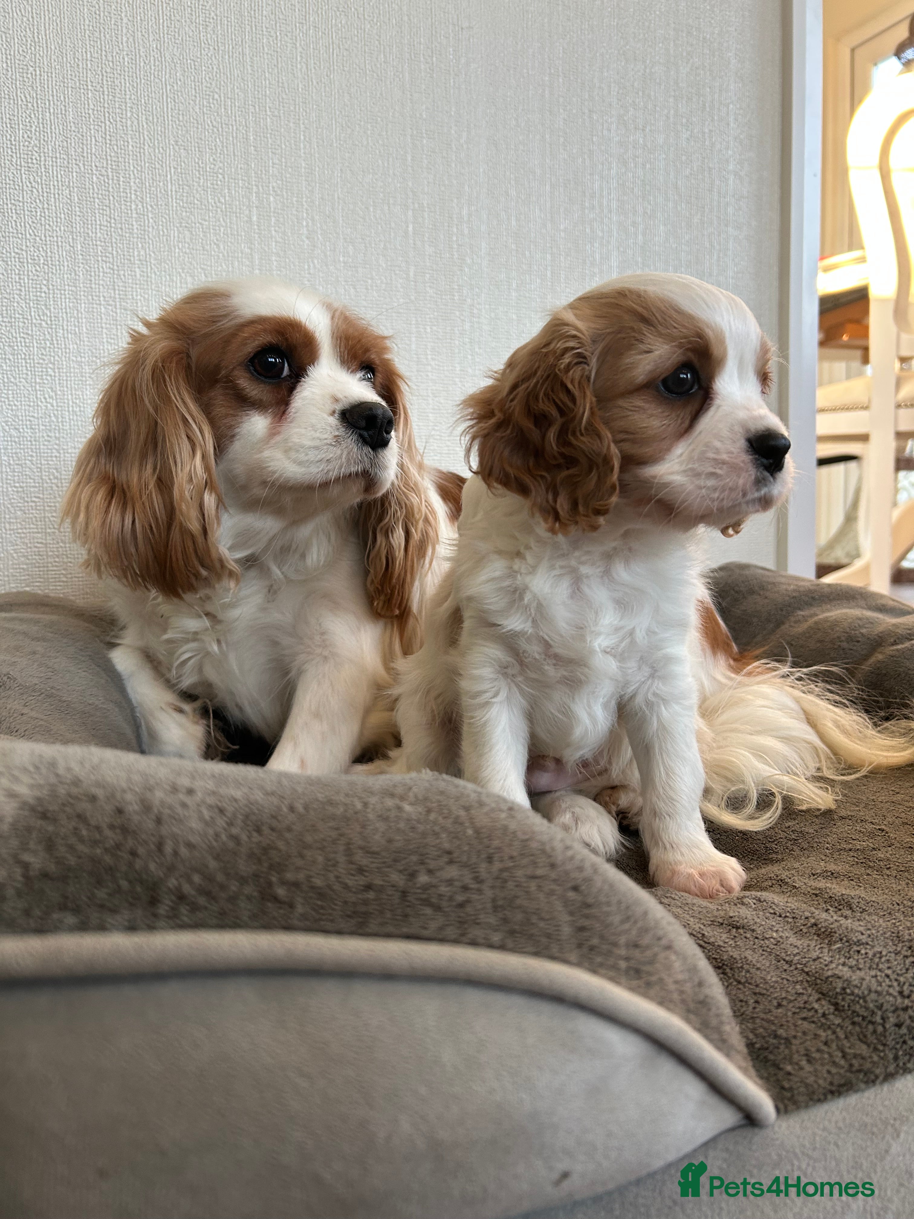 Cavalier King Charles Spaniel dogs Quality cavalier King Charles spaniel  - Advert 6