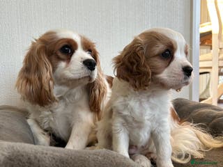 Cavalier King Charles Spaniel dogs Quality cavalier King Charles spaniel - Advert 6