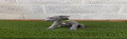 Whippet dogs for sale: Whippet puppies in Wisbech - Advert 4