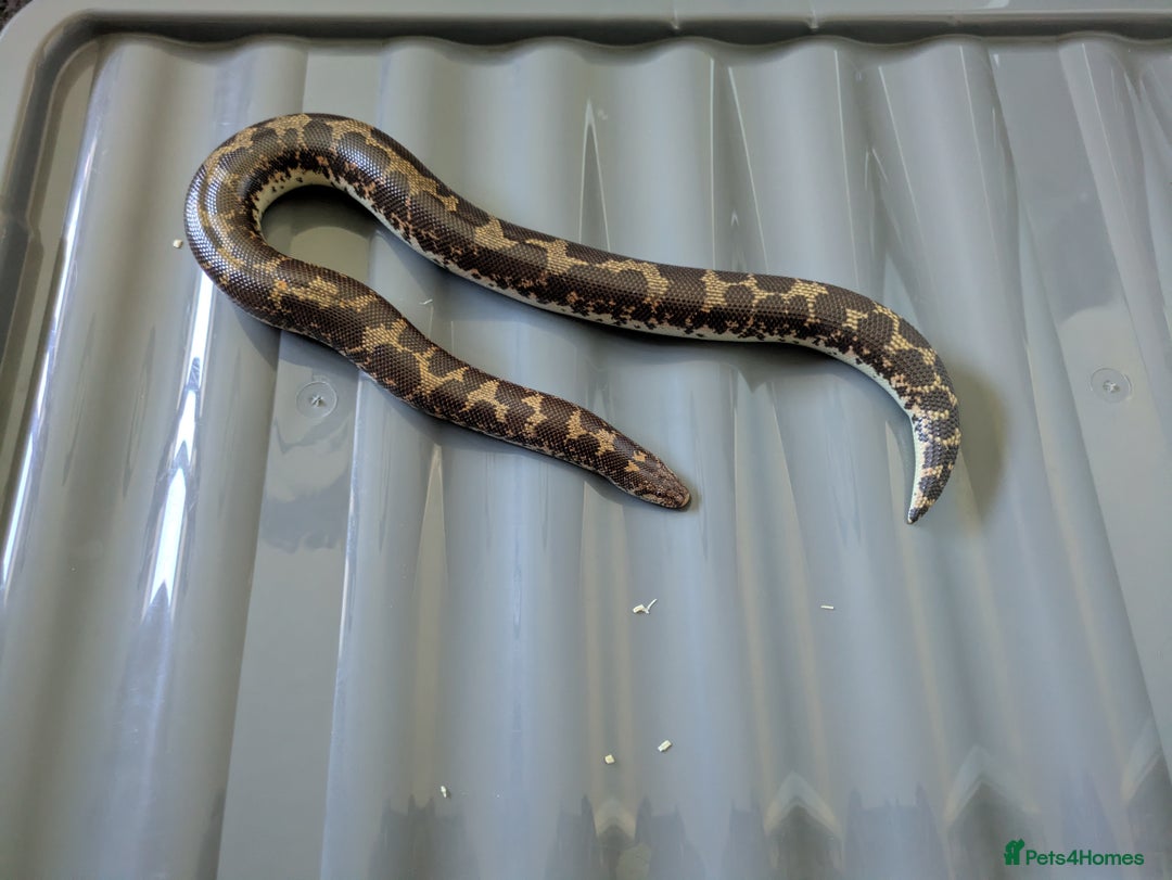 Boa Snake reptiles for sale: Sand boas all need to go  - Image 11