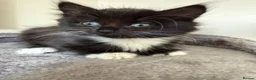 British Shorthair cats for sale: Girl Kitten - Advert 11
