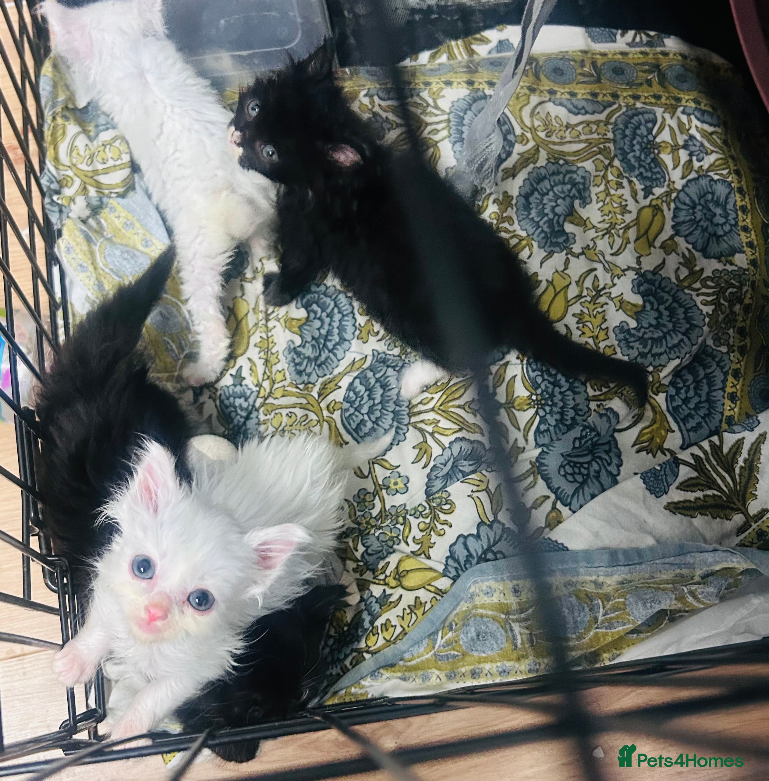 Mixed Breed cats  Kittens forSaleBritishLonghair & TurkishAngoraMix - Advert 12