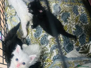 Mixed Breed cats Kittens forSaleBritishLonghair & TurkishAngoraMix - Advert 12