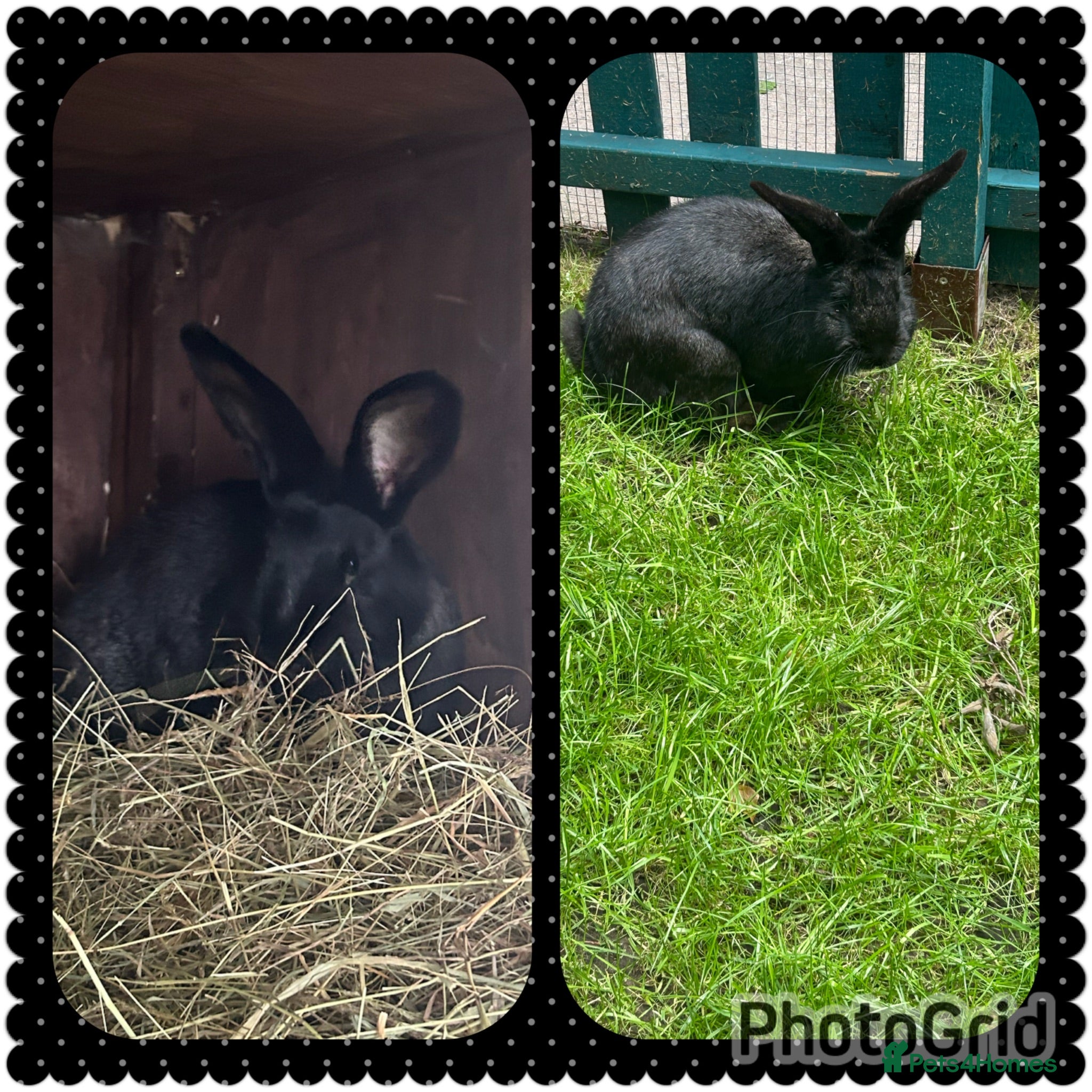 Continental Giant rabbits Neutered Bonded pair continental giants - Advert 1