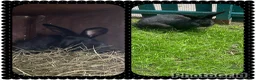 Continental Giant rabbits for sale: Neutered Bonded pair continental giants - Advert 1