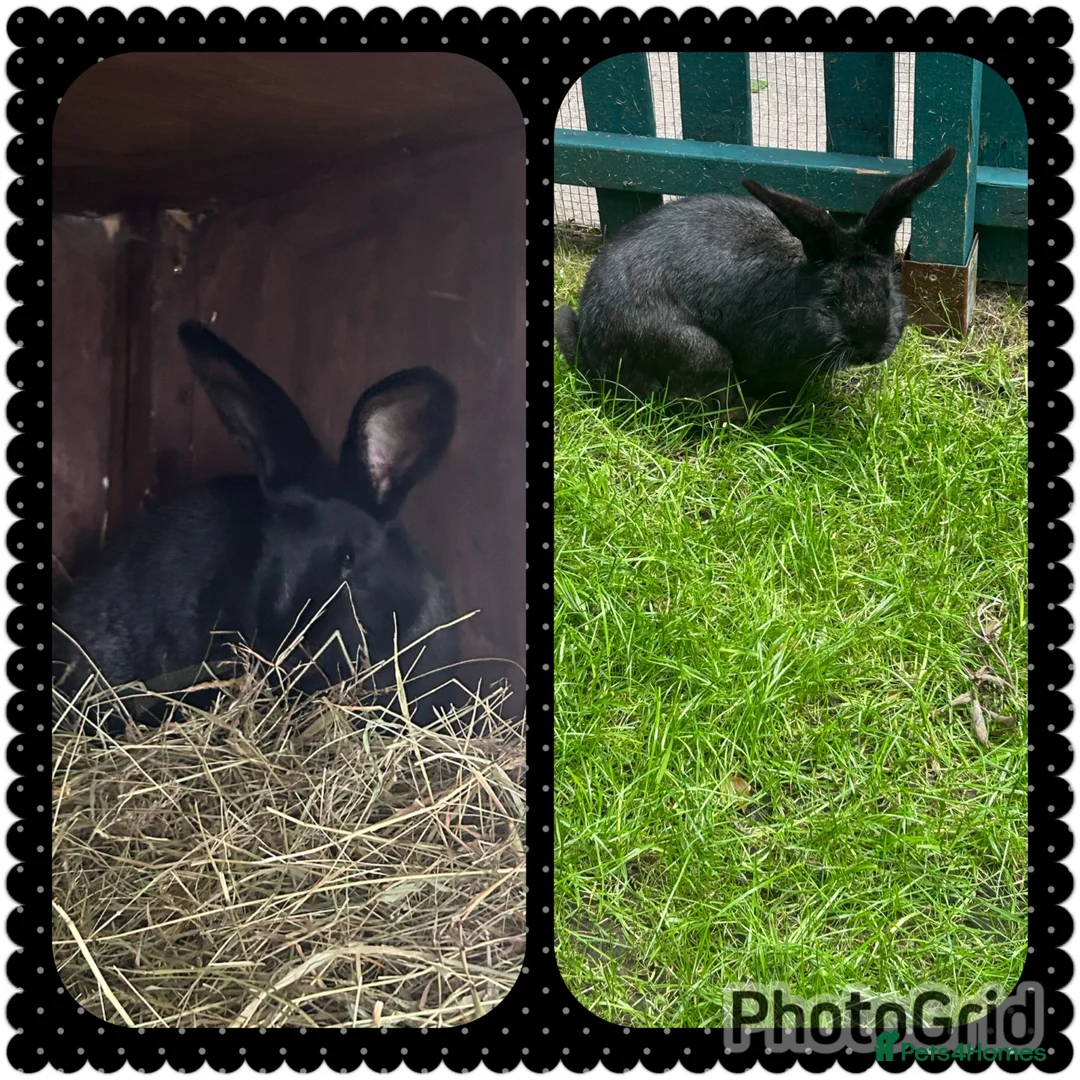 Continental Giant rabbits for sale: Neutered Bonded pair continental giants - Advert 1