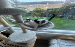 Domestic Shorthair cats for sale: 2 Male Kittens - Image 5