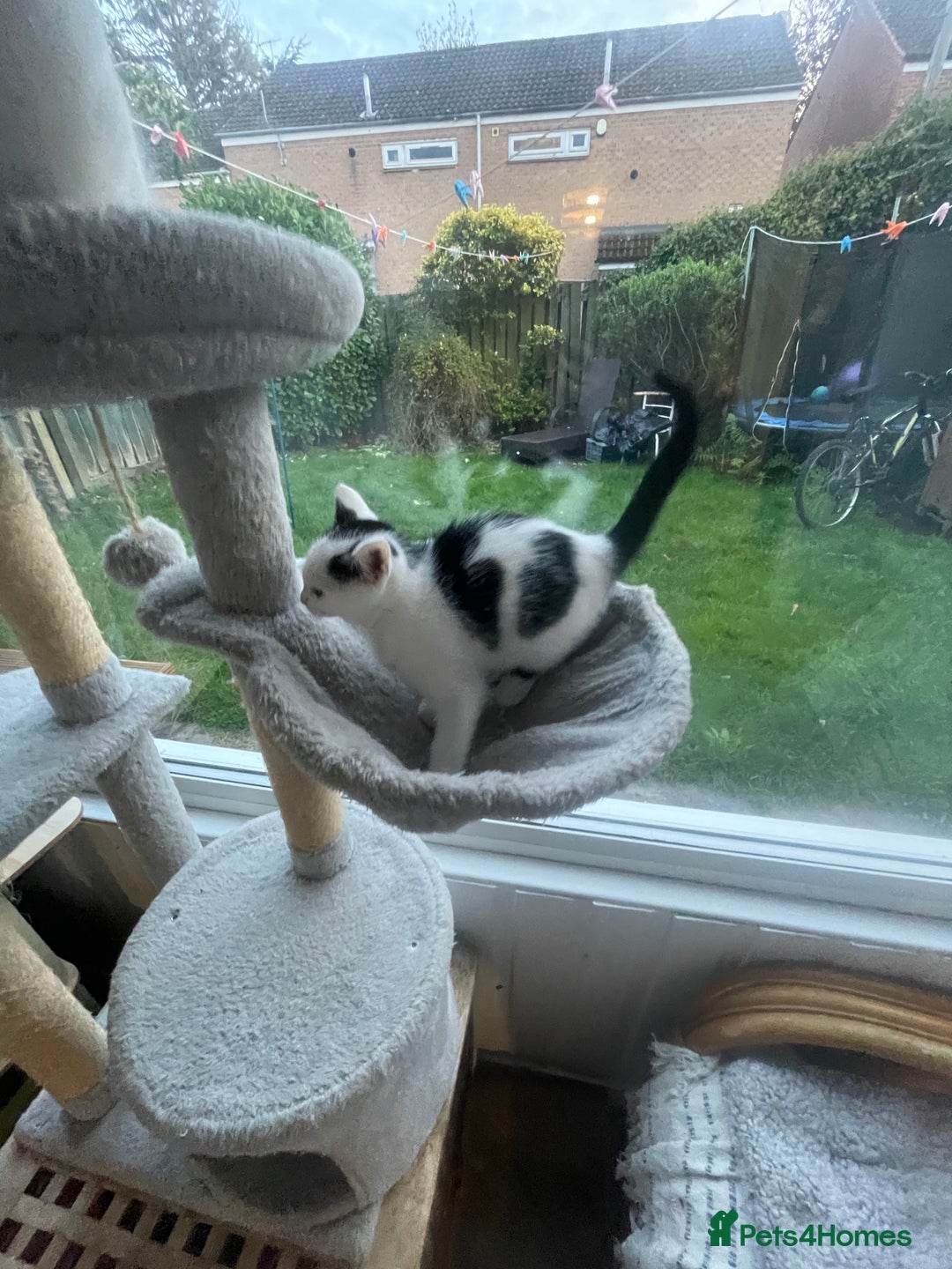 Domestic Shorthair cats for sale: 2 Male Kittens - Image 5