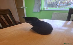 Mixed Breed cats for sale: 9 week old kittens available  - Image 10