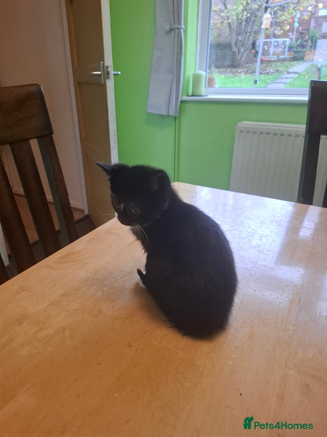 Mixed Breed cats for sale: 9 week old kittens available  - Image 10