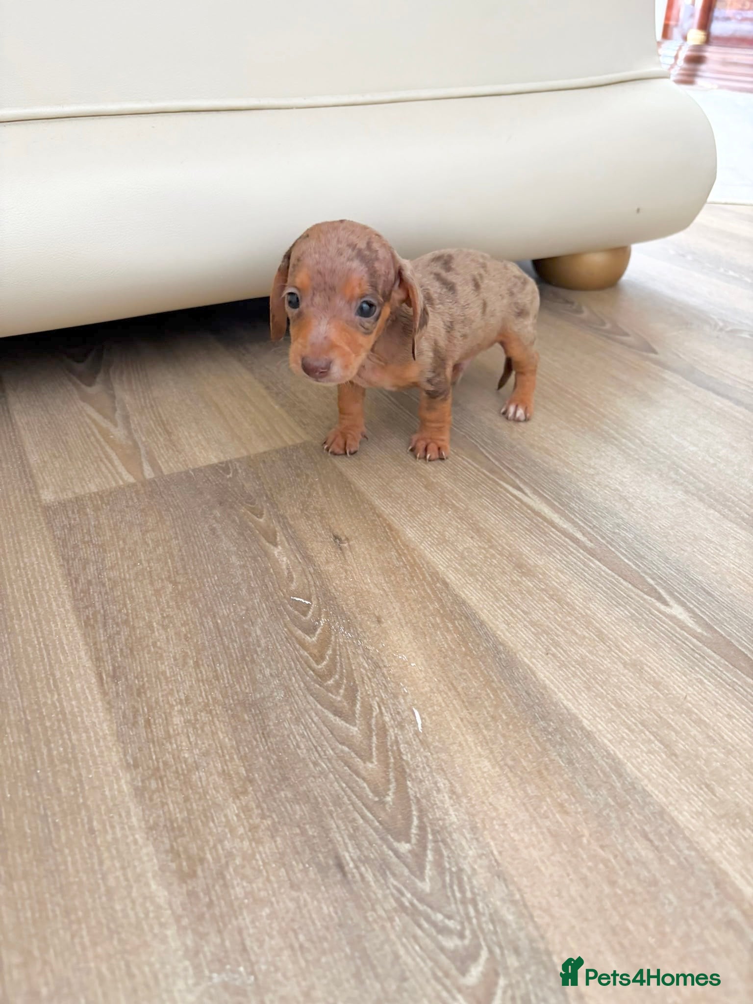 Dachshund dogs Dachsuand  - Advert 1