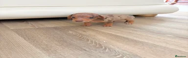 Dachshund 5