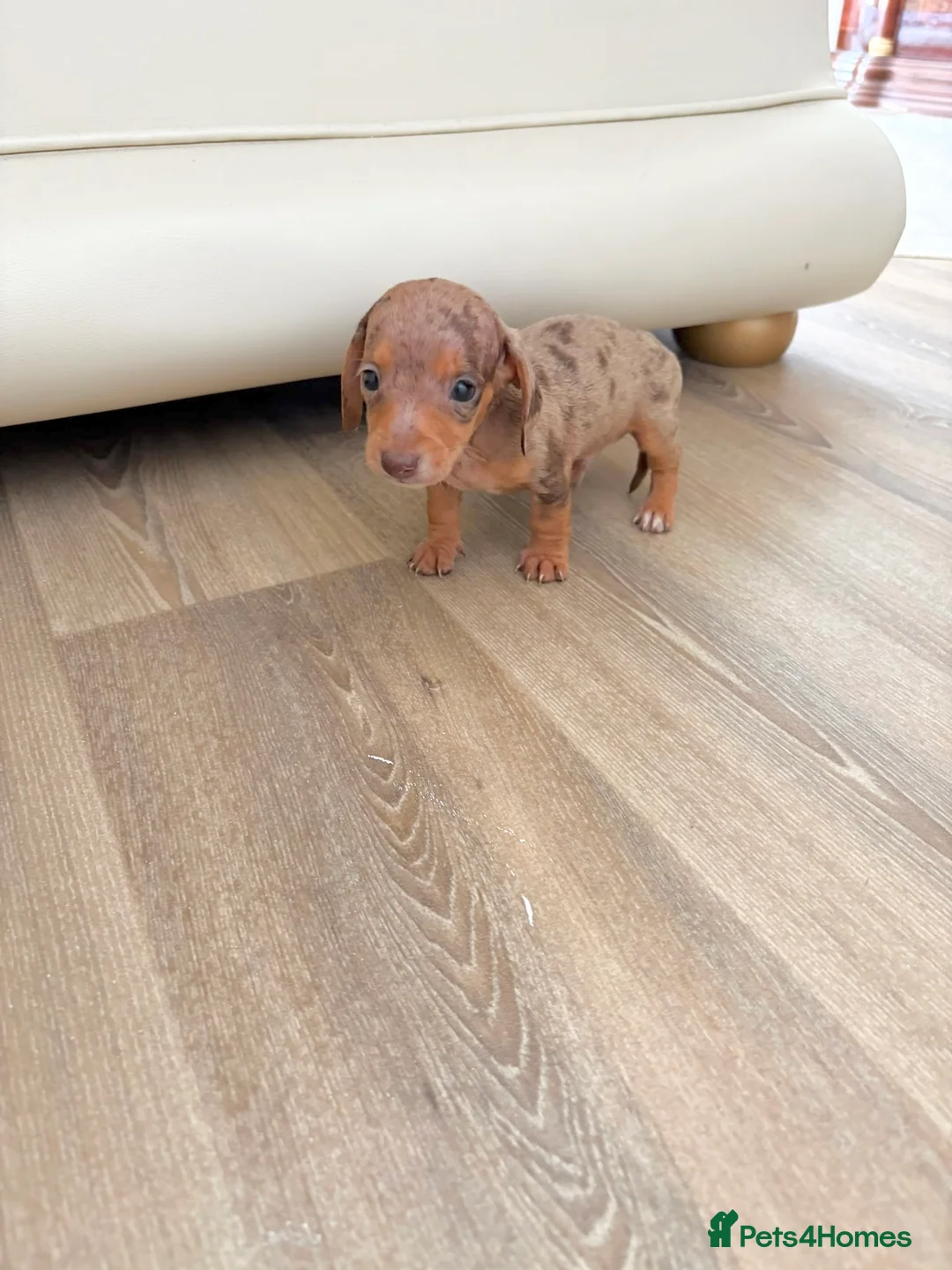 Dachshund dogs for sale: Dachsuand  - Advert 1
