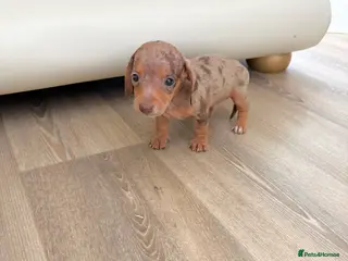 Dachshund dogs Dachsuand - Advert 1