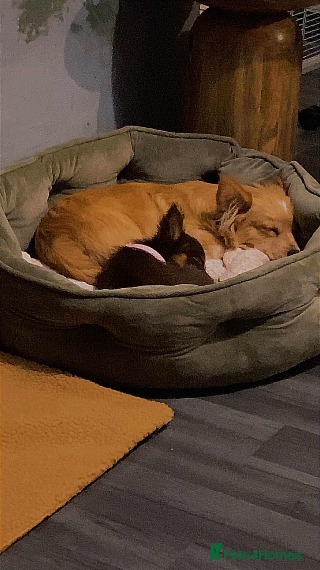 Chihuahua dogs for sale: Chihuahua puppies  - Advert 6