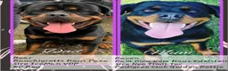 Rottweiler dogs for sale: Pure Pedigree Rottweiler Puppies - Advert 6