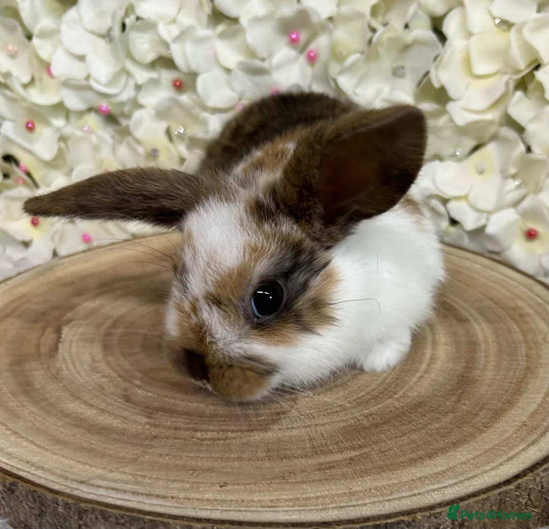 Mini Lop rabbits for sale: Mini lop X bunnies - Advert 8