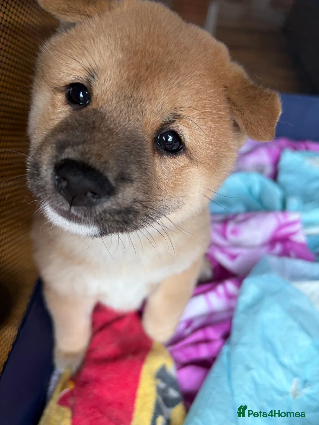 Japanese Shiba Inu dogs for sale: Beautiful Japanese Shiba Inu Boy – First Litter  - Advert 10