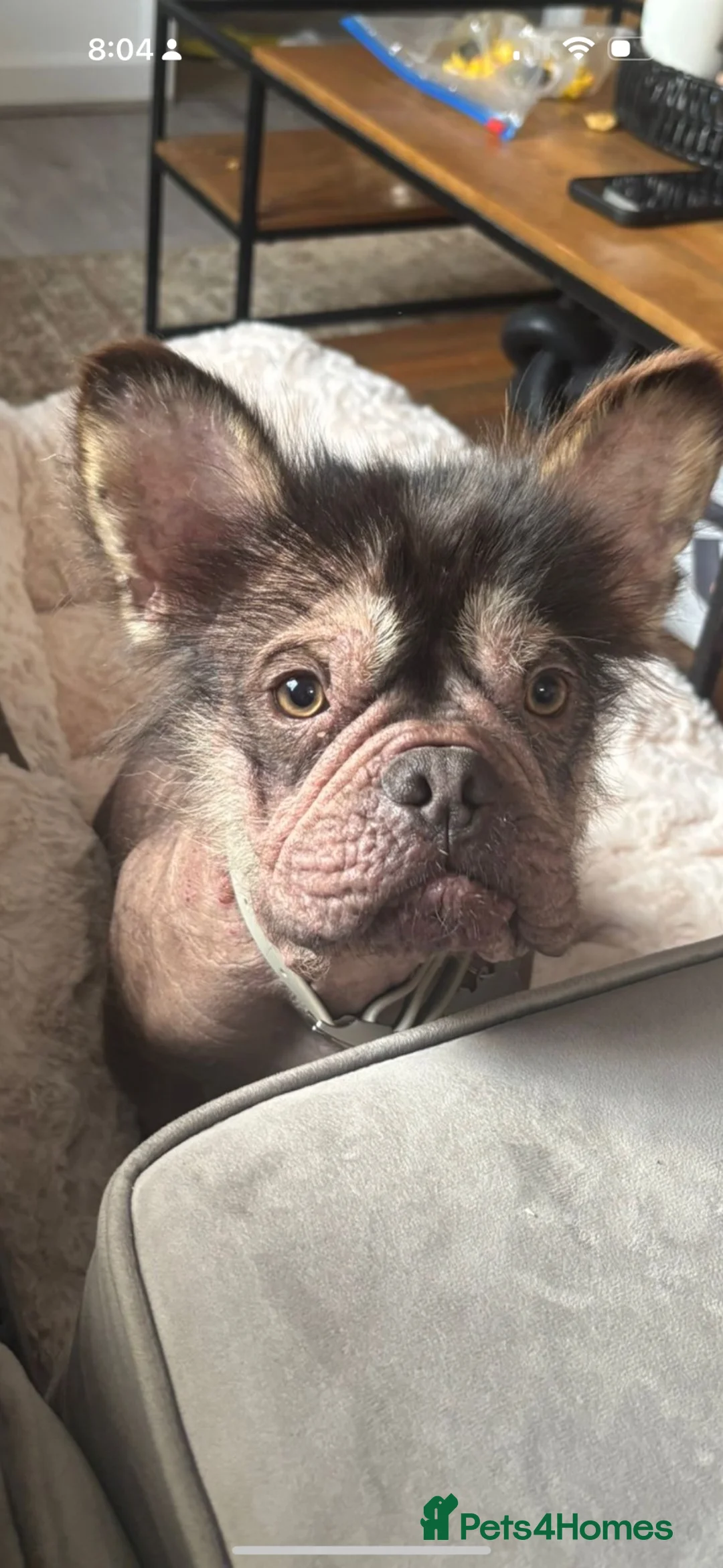 French Bulldog dogs for sale: Rare french bulldog  - Advert 1