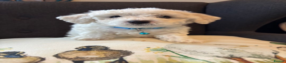 Bichon Frise Puppy 1