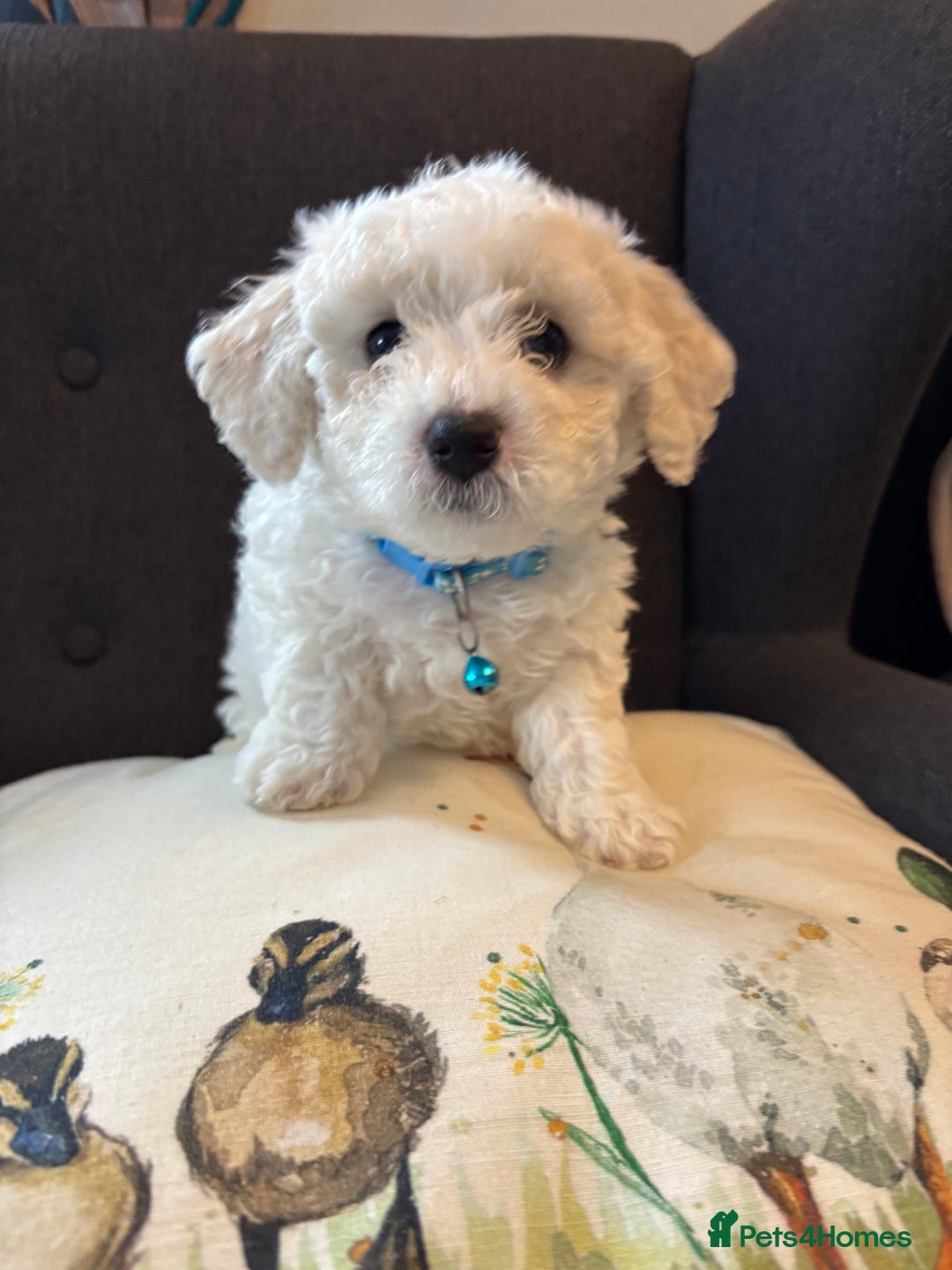 Bichon Frise dogs for sale: Bichon Frise Pups - Image 3