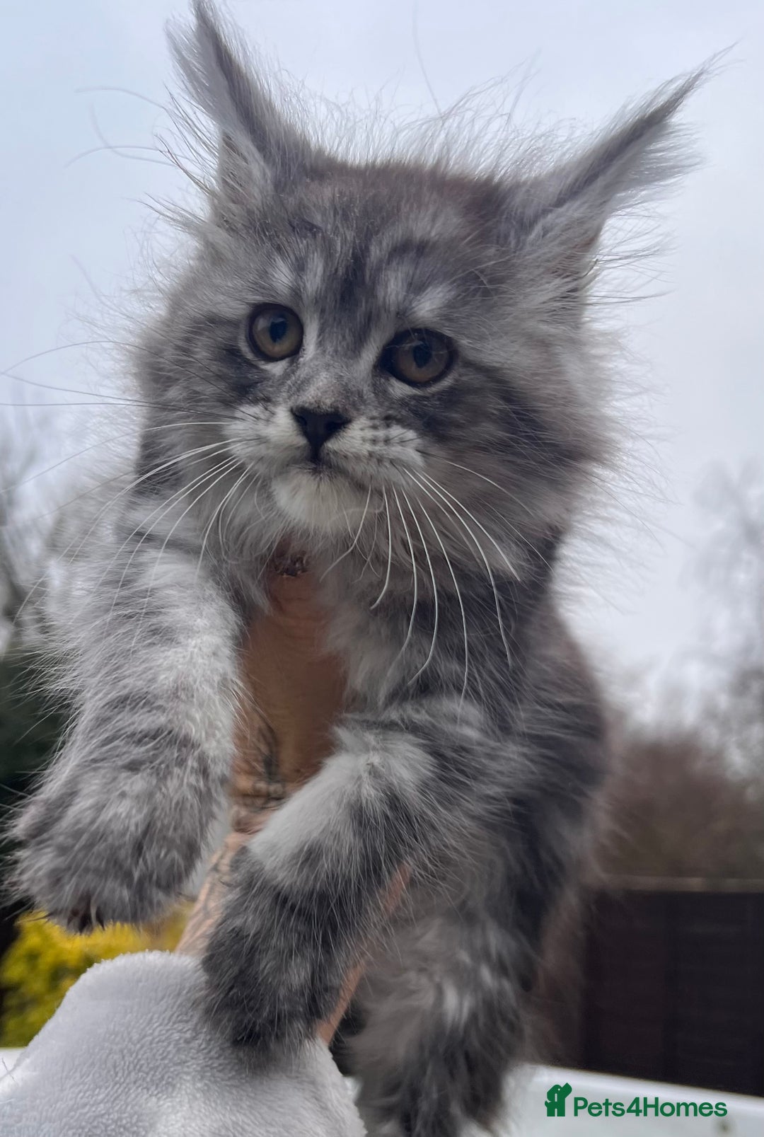 Maine Coon cats for sale: ❤️Maine Coon Girl❤️ - Advert 1