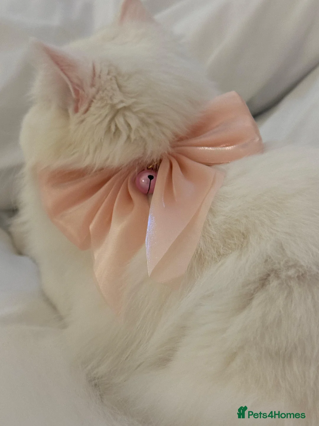 Persian cats for sale: Beautiful Persian Female in London - Advert 3