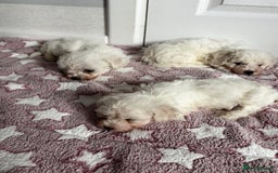 Bichon Frise dogs for sale: Bichon Frise Puppies - Image 4