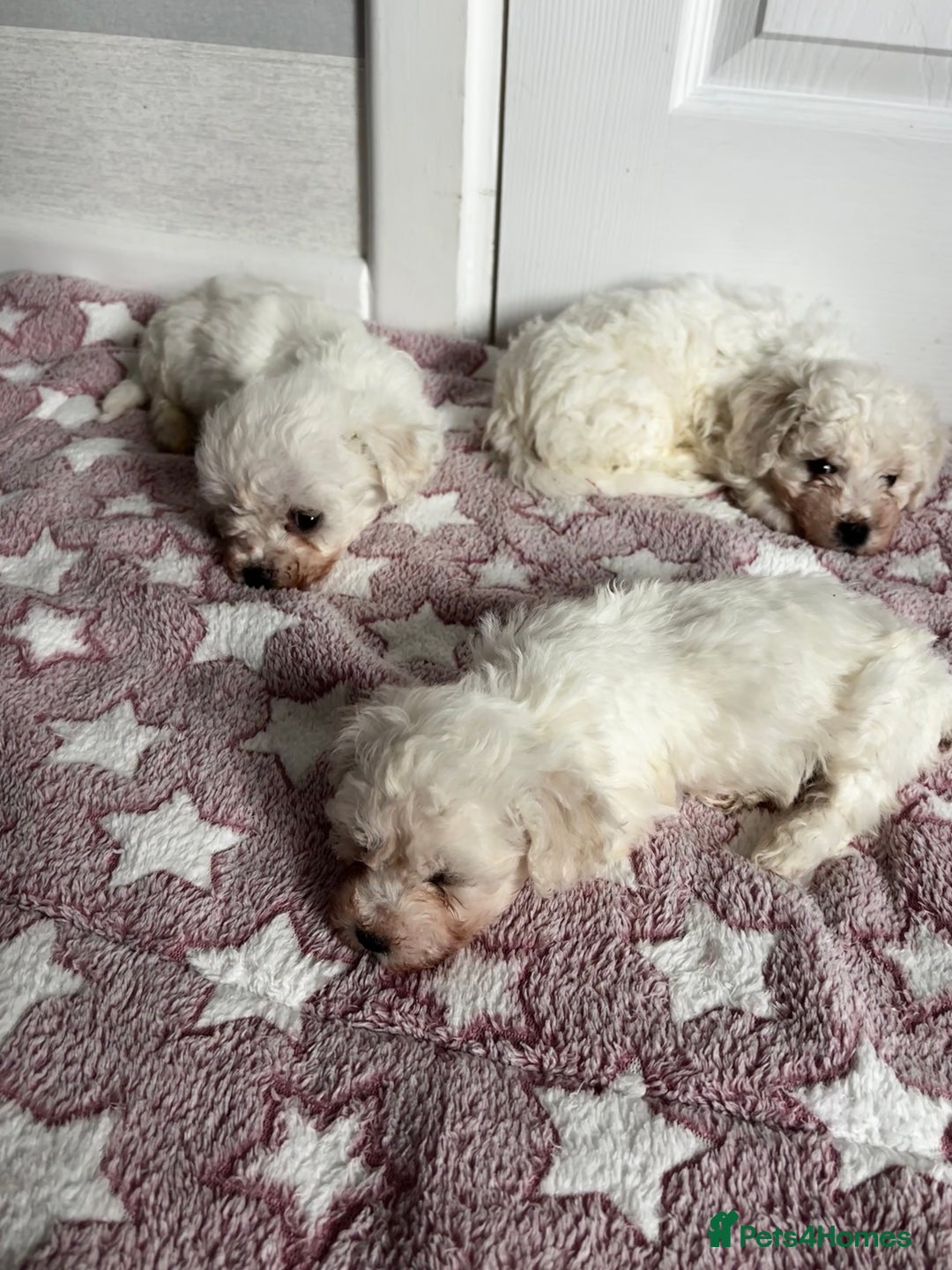 Bichon Frise dogs for sale: Bichon Frise Puppies - Image 4
