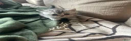 Mixed Breed cats for sale: Kitten  - Advert 5