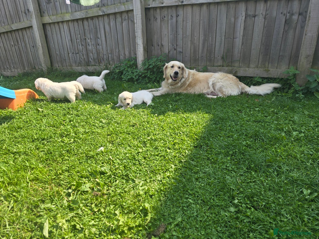 Golden Retriever dogs for sale: Cream Golden Retriever Puppies –Family Raised  - Image 17