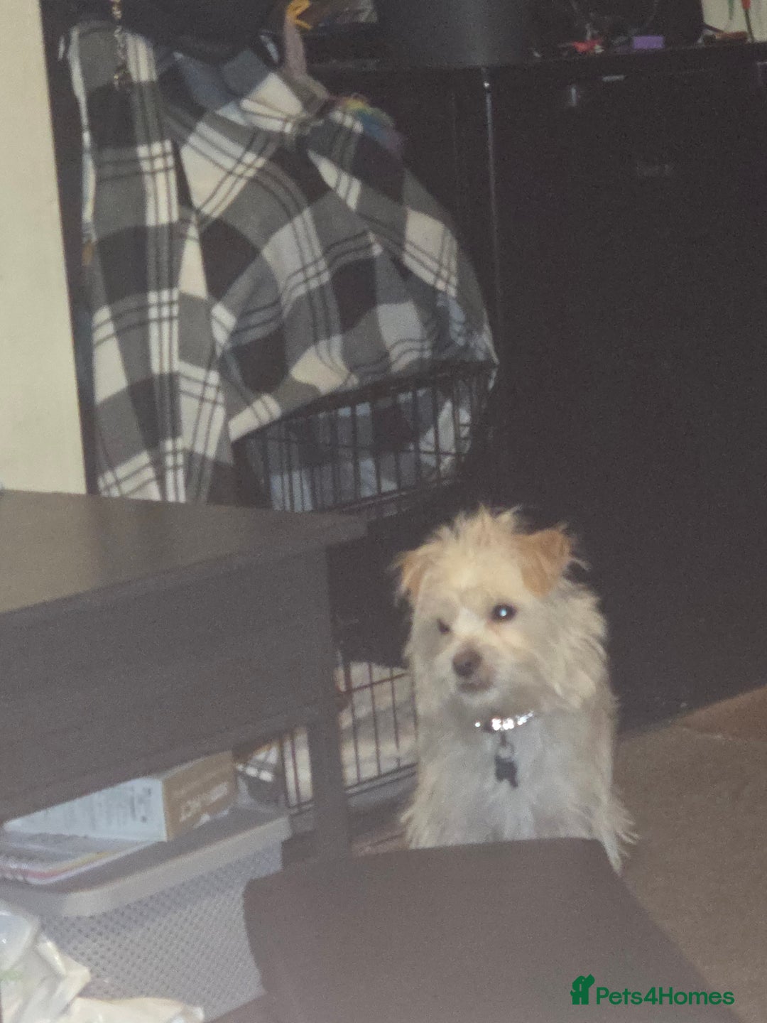 Mixed Breed dogs for sale: 9 months old Shih tzu x Jack Russell  - Advert 5