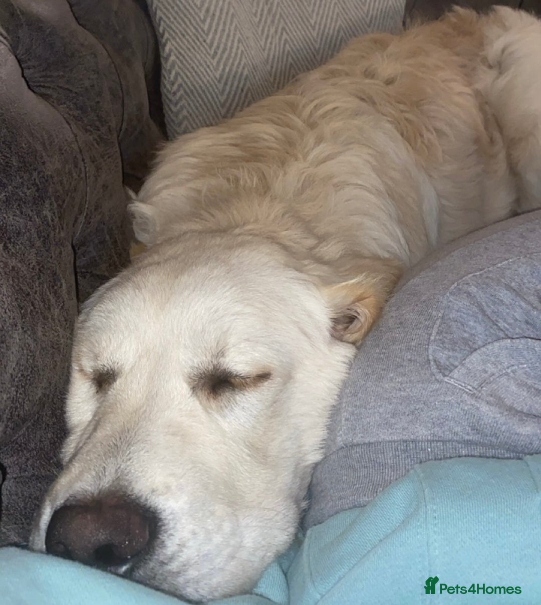 Golden Retriever dogs for stud: Lenny our KC golden retriever ready to stud!  - Advert 6