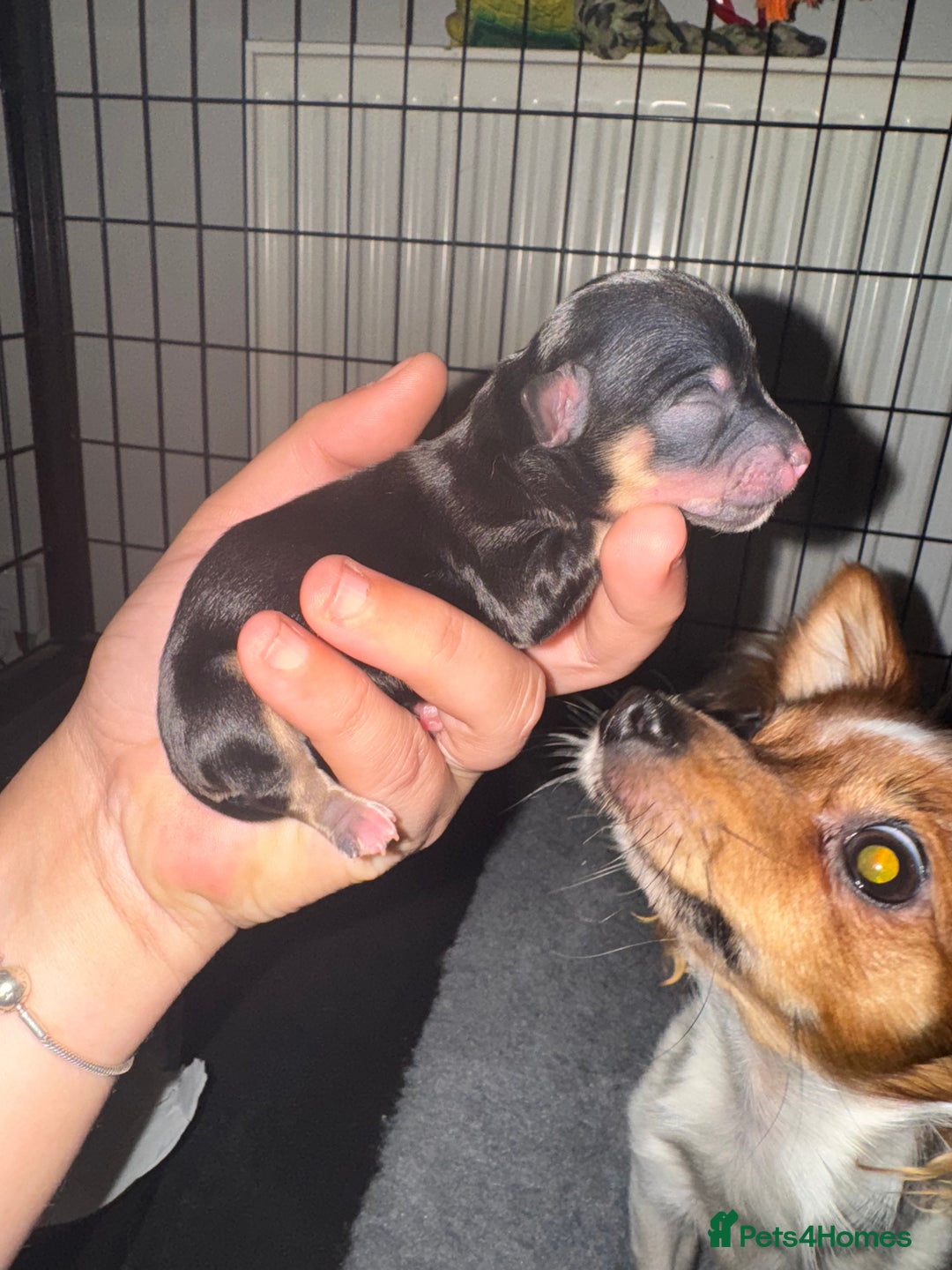 Chihuahua dogs for sale: Chihuahua puppys - Advert 4